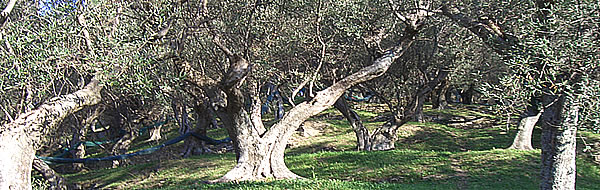 Oliveto
